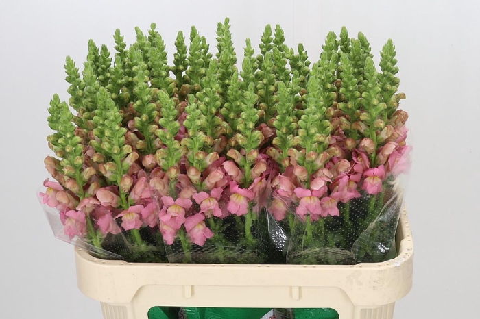 <h4>Antirrhinum Opus Pink</h4>