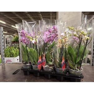 Phalaenopsis gemengd