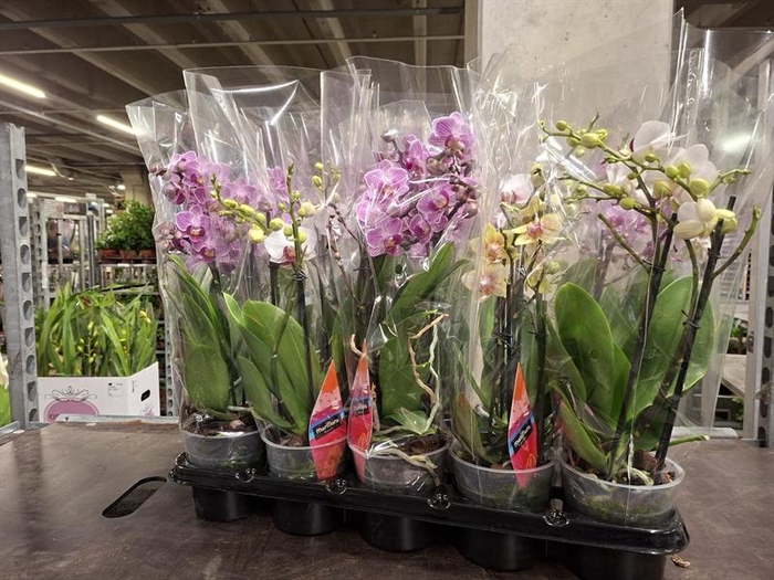 <h4>Phalaenopsis gemengd</h4>