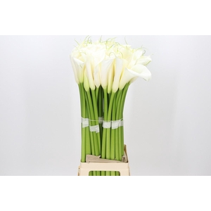 Zantedeschia Eydolls White