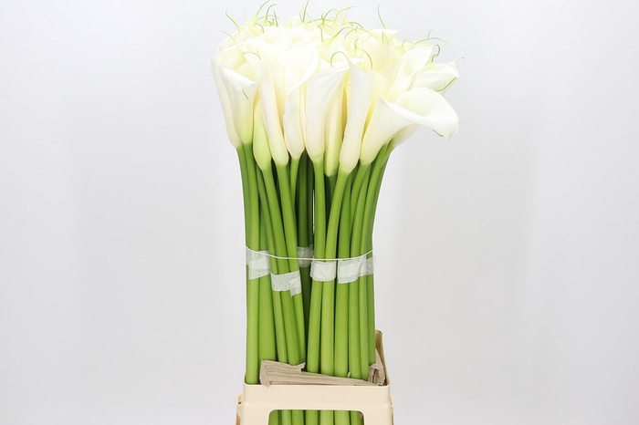 Zantedeschia Eydolls White
