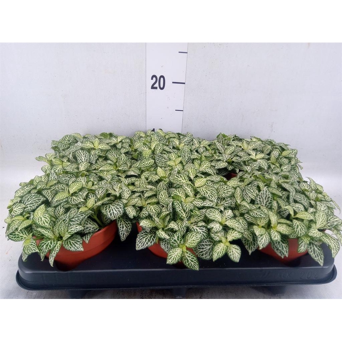 <h4>Fittonia  'Mosaic White Forest Fla'</h4>