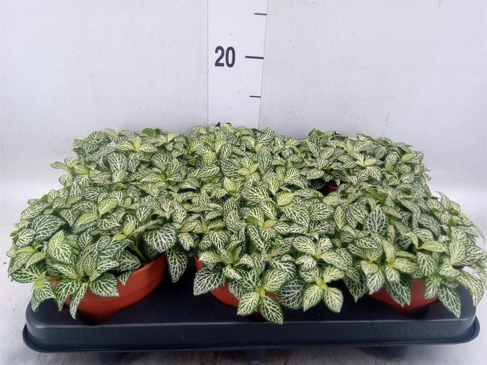<h4>Fittonia  'Mosaic White Forest Fla'</h4>