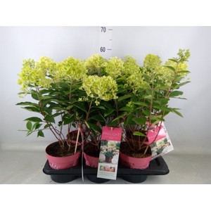 Hydrangea pan.