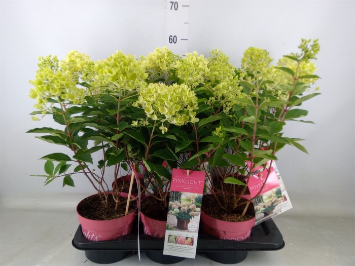 <h4>Hydrangea pan.</h4>
