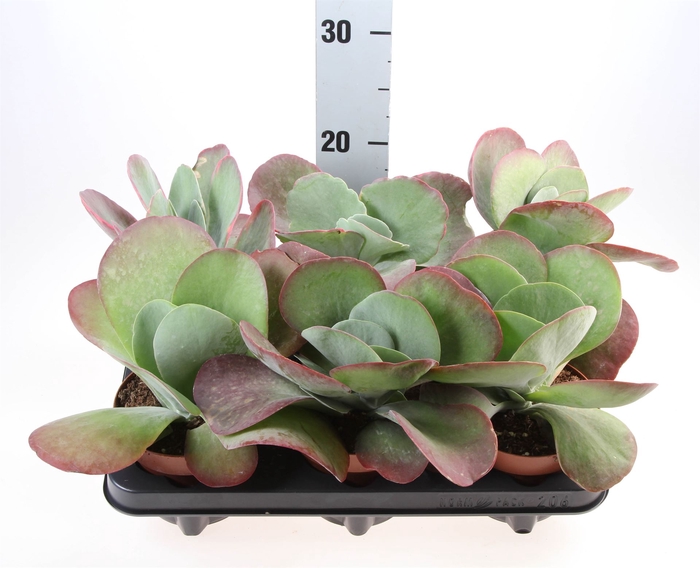 <h4>Kalanchoe NF thyrsiflora 'Red Lips'</h4>