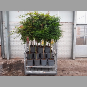ACER PALMATUM