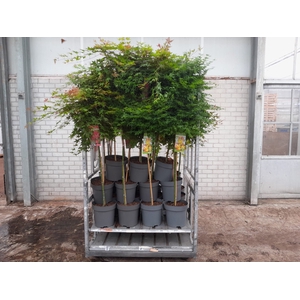 ACER PALMATUM