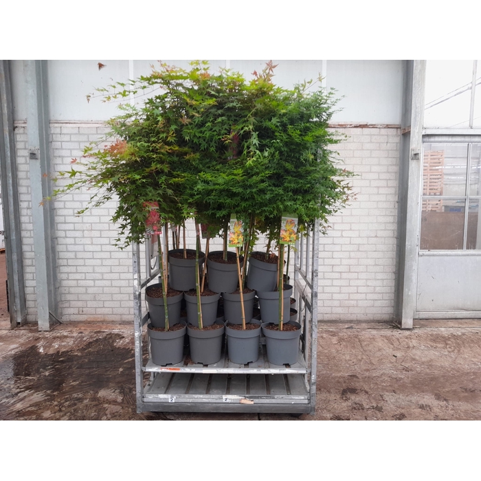 <h4>ACER PALMATUM</h4>