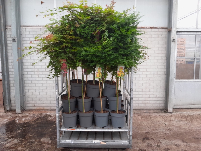 <h4>ACER PALMATUM</h4>