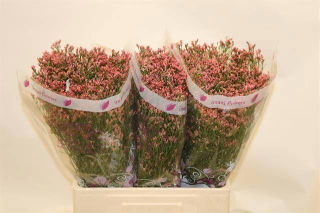 <h4>LIM SIN MAX DIAMOND</h4>