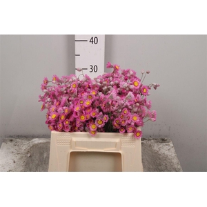 Rhodan Chl Rosea Pb