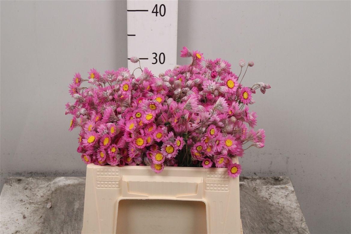 <h4>Rhodan Chl Rosea Pb</h4>