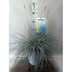 Festuca glauca 'Intens Blue'