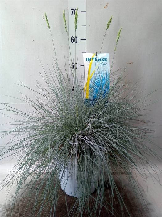 <h4>Festuca glauca 'Intens Blue'</h4>