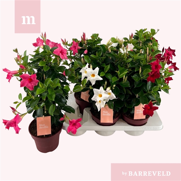 <h4>Mandevilla 'Zomerville' piramide mixtray</h4>