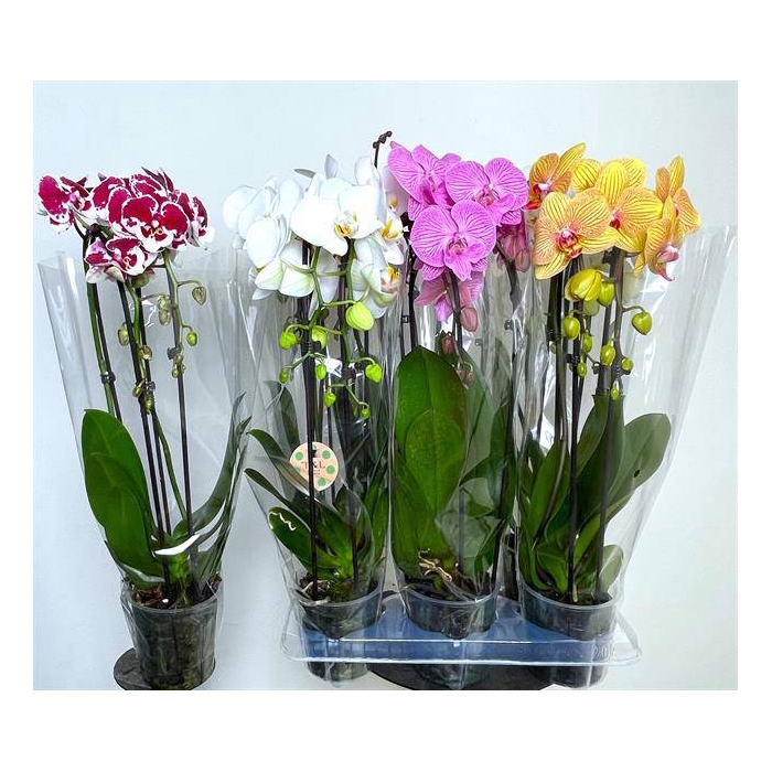 <h4>Phalaenopsis Elegans Cascade 12Ø 50cm 2st 16fl</h4>