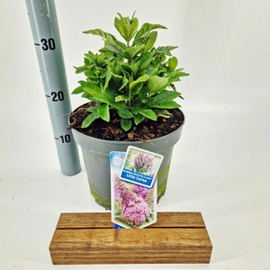 Buddleja Butterfly Candy Gemengd