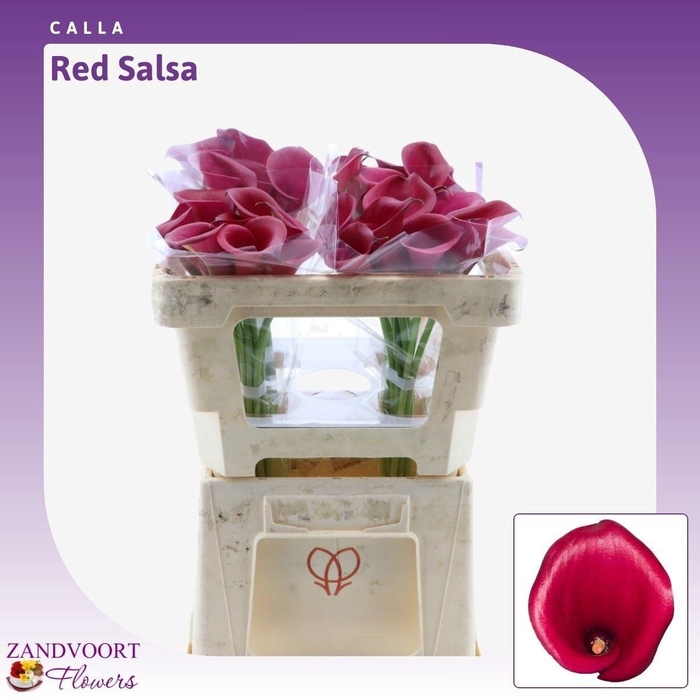 <h4>ZANT RED SALSA</h4>