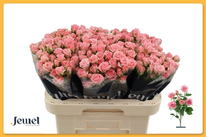 <h4>ROSA TR 'ODILIA'</h4>