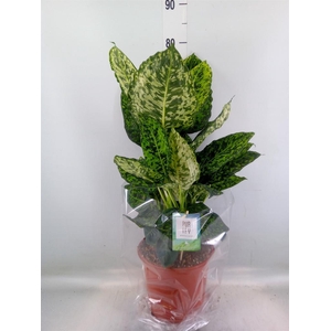 Dieffenbachia  'Reflector'