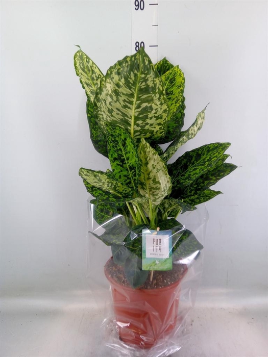 <h4>Dieffenbachia  'Reflector'</h4>