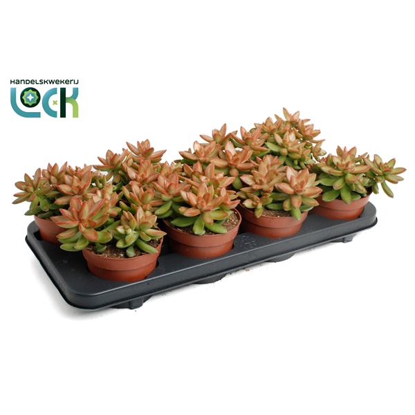 <h4>Sedum Adolphii</h4>