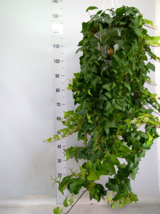 <h4>Hedera helix 'Mein Herz'</h4>