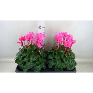 Cyclamen GR 'XL'
