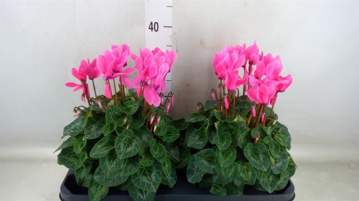 <h4>Cyclamen GR 'XL'</h4>