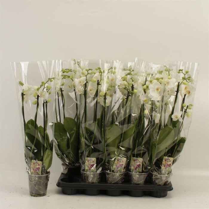 <h4>PHAL OV WIT</h4>