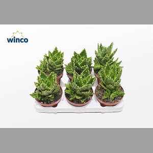 ALOE VARIEGATA MAGIC