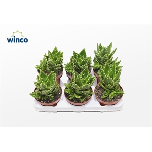 ALOE VARIEGATA MAGIC