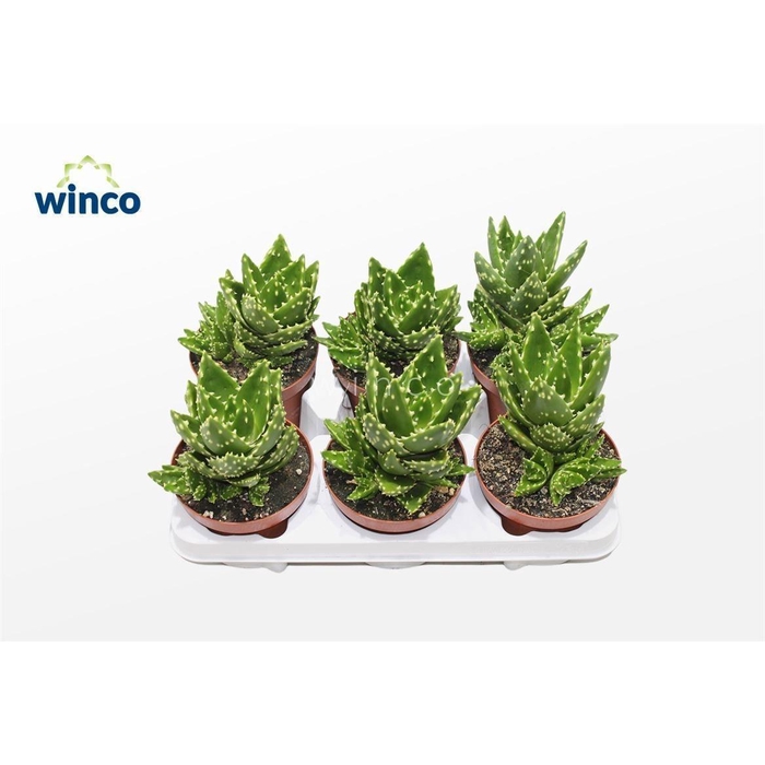 <h4>ALOE VARIEGATA MAGIC</h4>