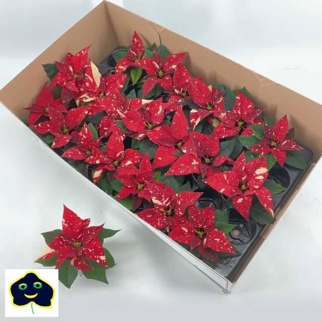 <h4>EUPHOR P SUP NEW GLI</h4>