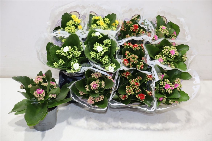 <h4>arr8 Kalan B Ge Gem 5 Kl</h4>