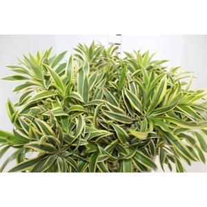 FOLHAGEM DRACENA PLEOMELE VARIEGATA