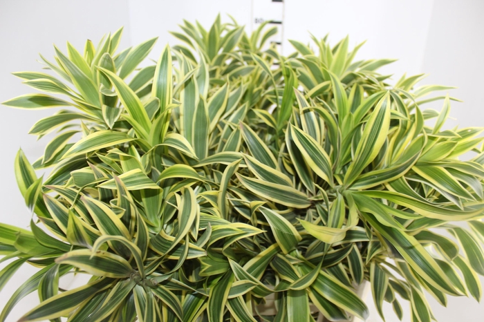 <h4>FOLHAGEM DRACENA PLEOMELE VARIEGATA</h4>