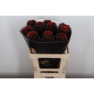 Brassica Wx (ex) Aubergine