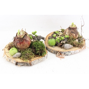 arr4 Amaryllis MB - Hout schijf 1bol x4