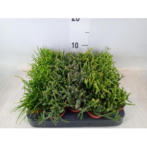Rhipsalis   ...mix