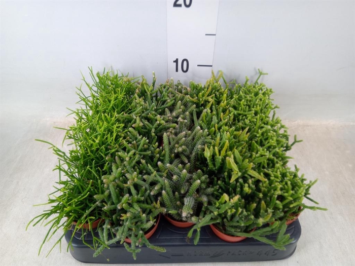 <h4>Rhipsalis ...mix</h4>