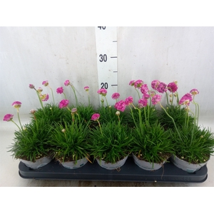 Armeria maritima