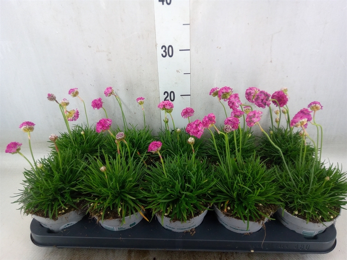 <h4>Armeria maritima</h4>
