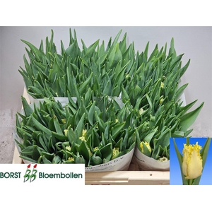 Tu Fr Rebellious Yellow