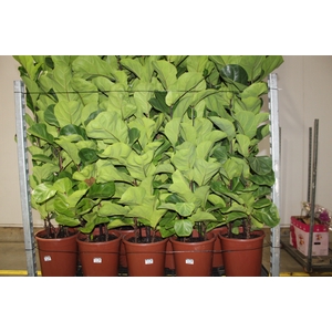 FICUS LYRATA BAMBINO P24 COMPACTO
