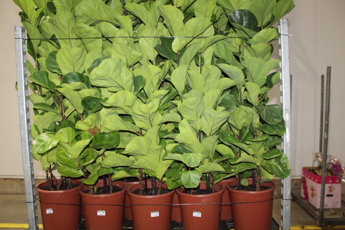 <h4>FICUS LYRATA BAMBINO P24 COMPACTO</h4>