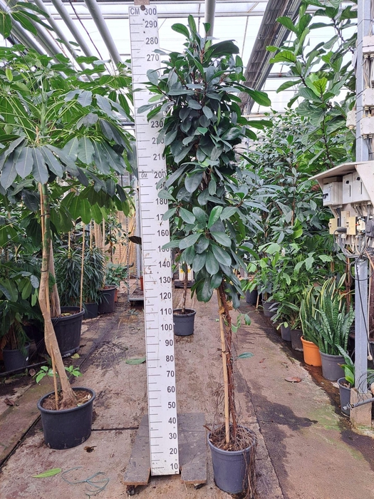 <h4>Ficus cyathistipula</h4>