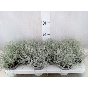 Leucophyta     [Calocephalus]