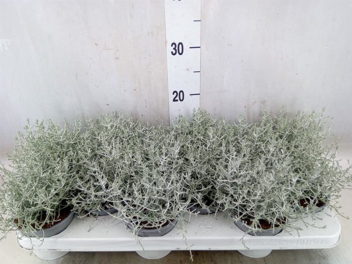 <h4>Leucophyta     [Calocephalus]</h4>